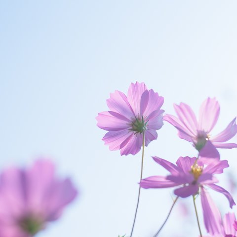 写真のある豊かな暮らし【頑張りすぎの君へ】