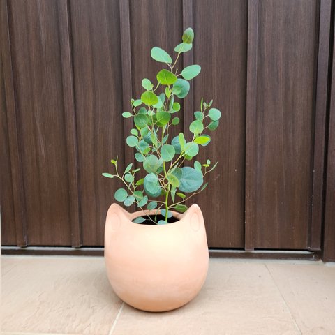 まん丸葉が可愛い❤️ユーカリポポラス　ネコ型テラコッタ鉢植え　苗