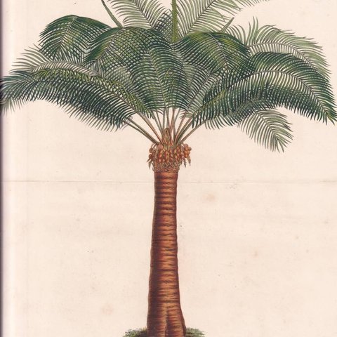 フランスアンティーク 博物画 植物画『CYCAS CIRCINALIS』 多色刷り石版画　ボタニカルアート