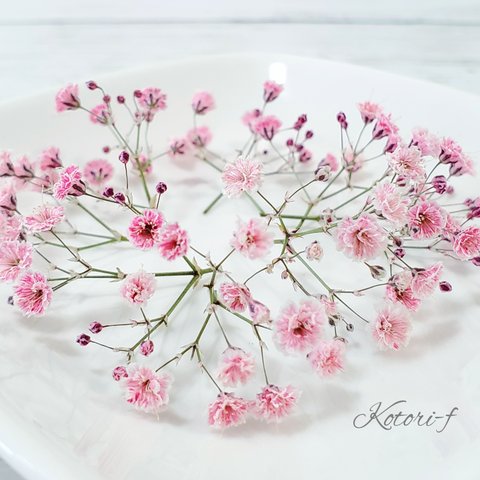 かすみ草(ドライフラワー)桜ピンク(蕾'·枝付き)