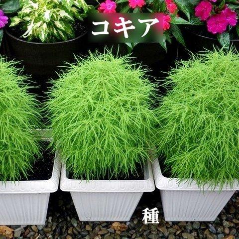 春まき花の種　「コキア・ホウキ草」50粒以上　夏の緑と秋の紅葉　ホウキ作りにも