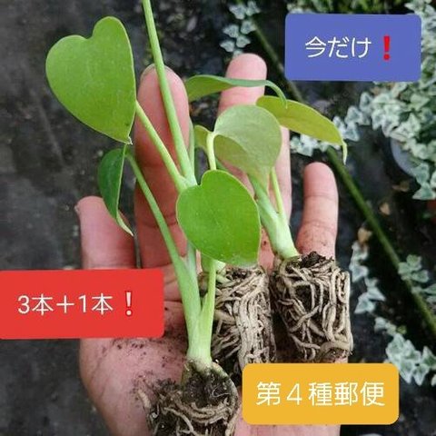 第四種郵便だから安い❗モンステラデリシオーサ苗観葉植物