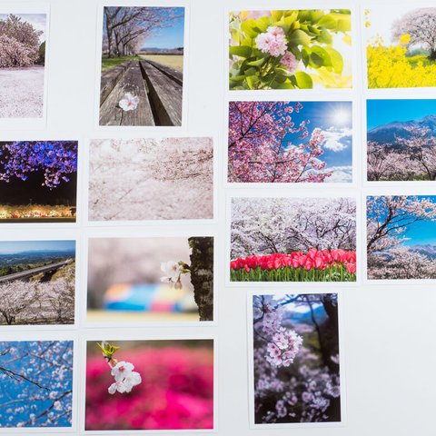 Lサイズの写真・桜の花のある風景15枚セット(L028)
