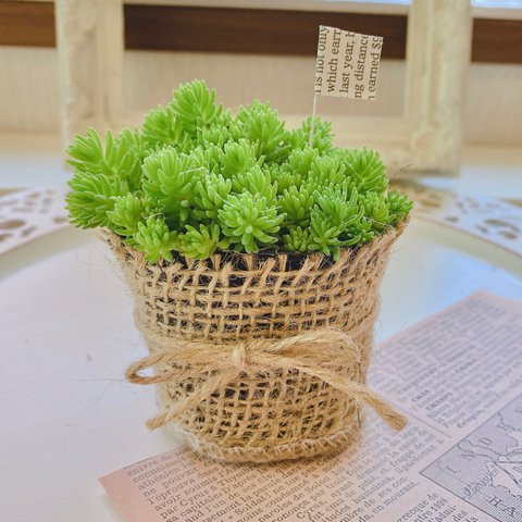 〔送料込み〕多肉植物＊セダム　ヒスパニクム