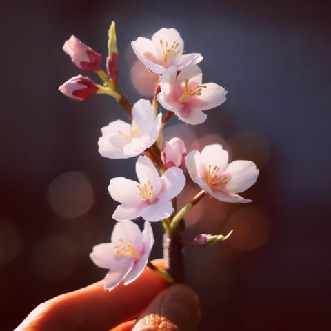 春 の 桜 ソメイヨシノ の 布花 コサージュ　2024