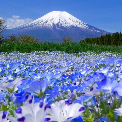 世界遺産 富士山とネモフィラ畑 写真　A4又は2L版 額付き