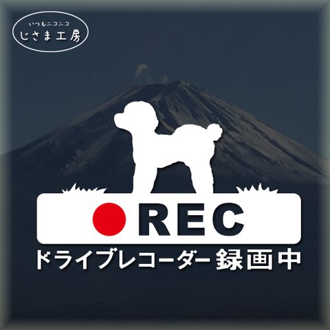 トイプードルおパンツカットの白色シルエットステッカー煽り運転ドライブレコーダー録画中‼