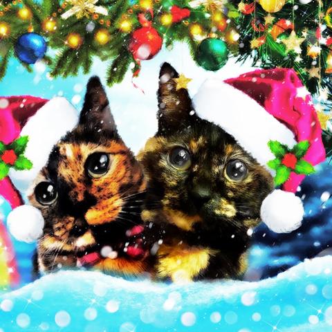 サビ猫ちゃんのクリスマス