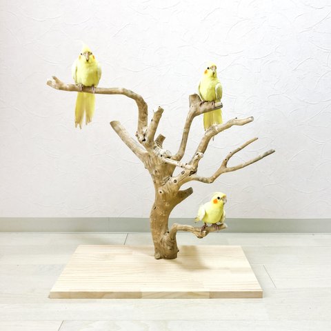 【流木の止まり木】高さ約53cm  鳥 インコ 枝いっぱい！珊瑚のような枝ぶりの止まり木