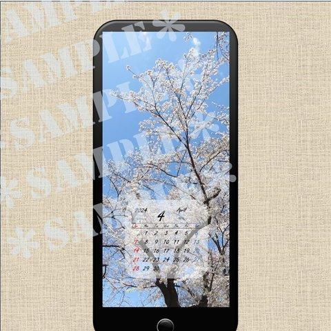 2024年4月スマホ壁紙　桜