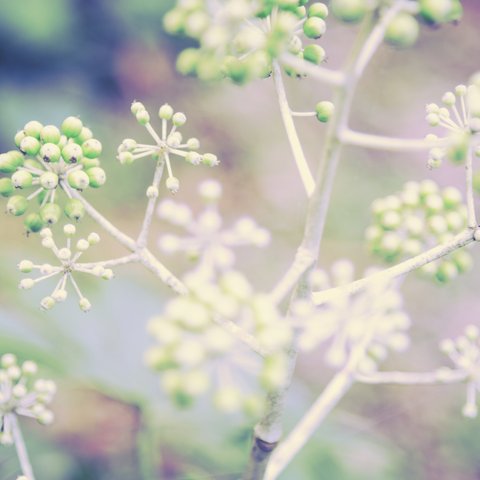 不思議な植物写真