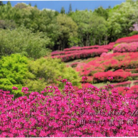 色鮮やかなツツジの花の写真 LP0505