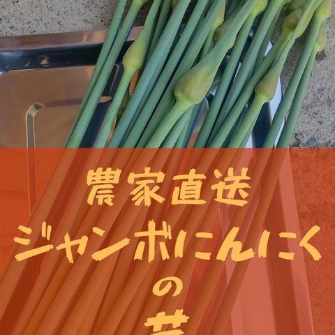 [農家直送]ジャンボニンニクの芽700g以上(栽培期間、農薬・化学肥料.除草剤不使用)