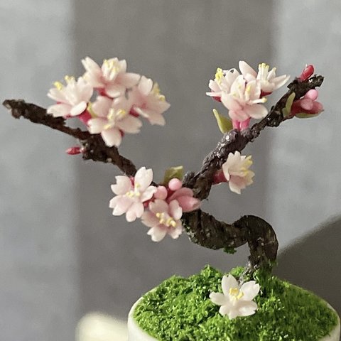 ミニチュア　桜B 桜盆栽
