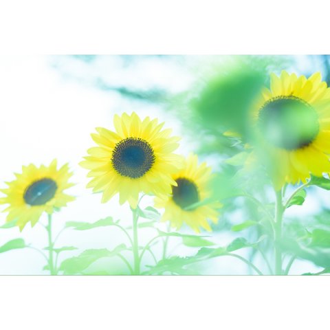 【写真と暮らす】涼しむ向日葵と夏の記憶*2L