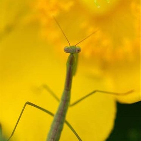 花の香りに誘われて