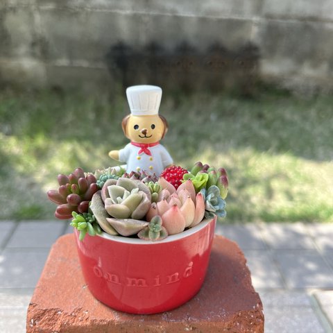 ★送料無料★♡そのまま飾れる♡陶器鉢♬コックワンちゃんの可愛い多肉植物寄せ植え╰(*´︶`*)╯♡