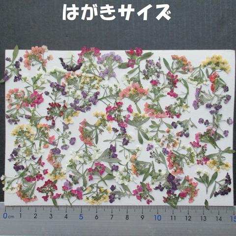 押し花　素材　アリッサム(８０枚)　２０６