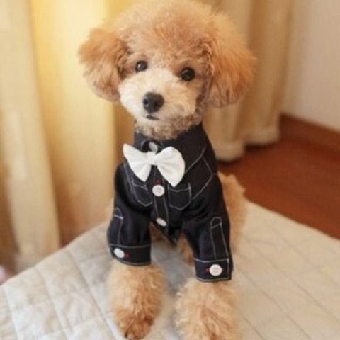 【黒】 犬服 ペットシャツ 犬猫用シャツ リングドッグ ポロシャツ ドッグウェア 襟あり 白シャツ 黒シャツ ch-654