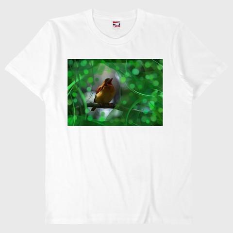 野鳥Tシャツその１　アカショウビンその１