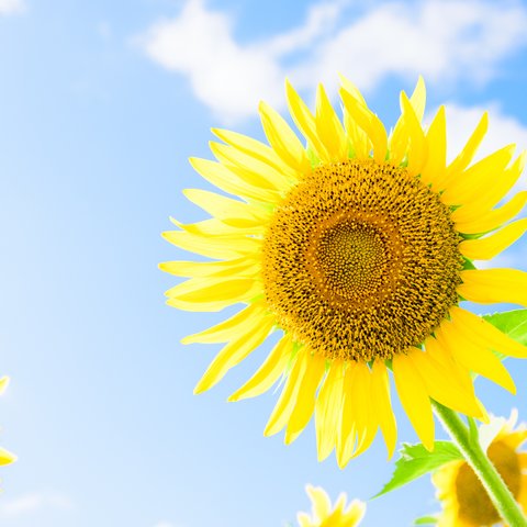 写真のある豊かな暮らし【幸せを願う花・ひまわり】