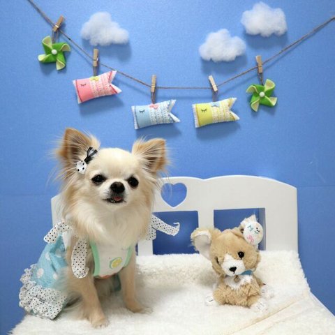 　フルーツポンチ　コットンリップルワンピース　犬服　オーダー