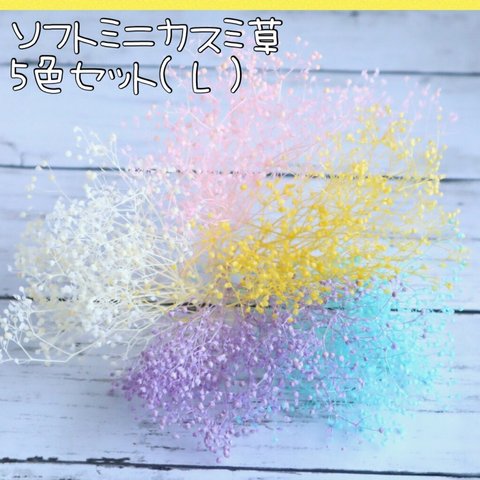 カスミ草　５色セット　ハーバリウム　ピアス作成　キット　花材　お試し　封入　素材　人気　送料無料　Ｌ