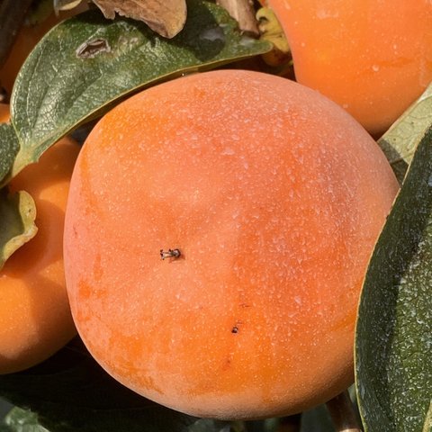 世界農業遺産の地山梨県甲州市の甘柿をお安くお楽しみくださいませ🎵