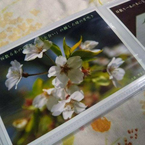 写真短歌集「さくらサクラ」１７篇　＋　桜の写真６枚　