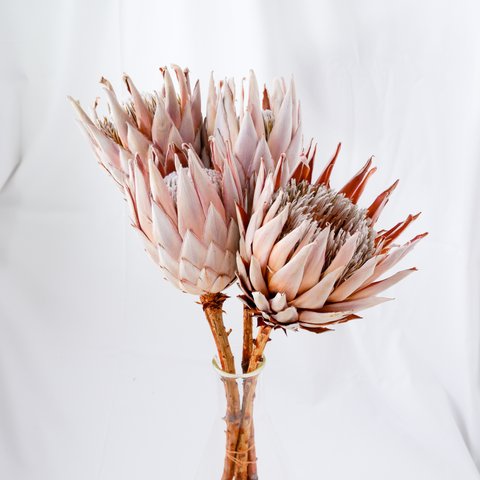 キングプロテアのドライフラワー　フリーズドライフラワー　freeze-dried flower of king protea(Protea cynaroides)