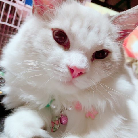 可愛いモデルさん ありがとうございます💕😺✨