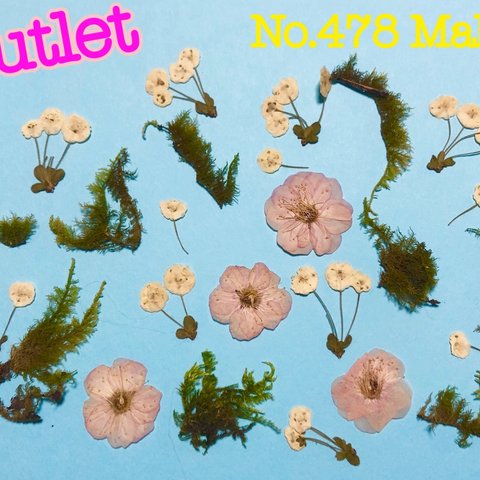 ♡outlet♡押し花素材♡梅の花、しじみ花、苔♡