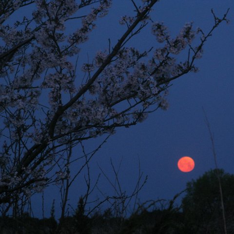 月影の桜