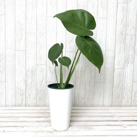 モンステラ　2株まとめてセット　開運☆観葉植物☆