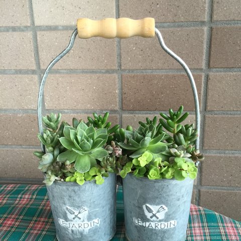 ツイン容器の多肉植物寄せ植え