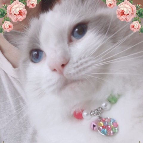 可愛いモデルさん ありがとうございます💕😺✨