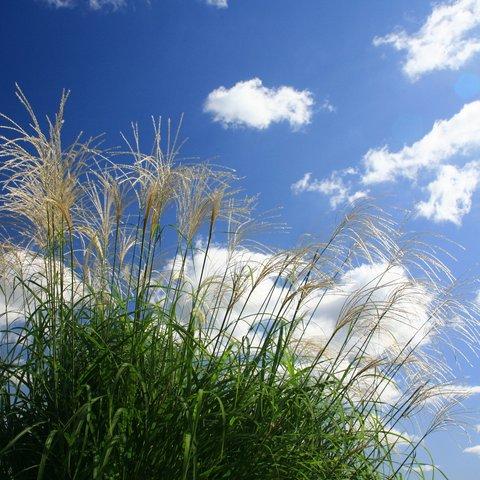 青空とススキ