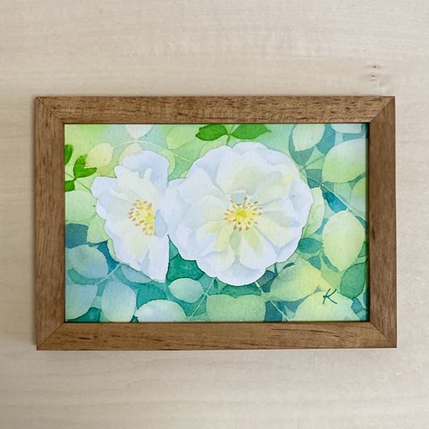 水彩画　原画　white rose