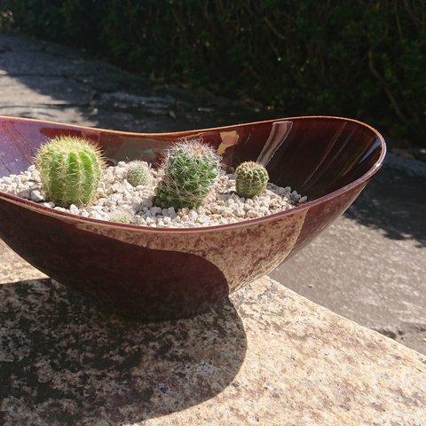 ヨット bowl L マホガニー ボウル 大鉢 花器 観葉植物