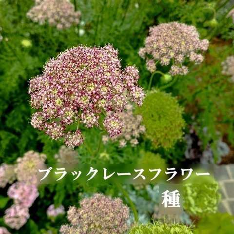 寒地・寒冷地向き　春まき花の種　ブラックレースフラワー 100粒　一年草