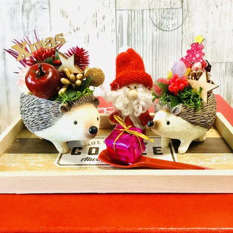 ラストハリネズミ親子🦔💕とサンタのクリスマス🎄🎅