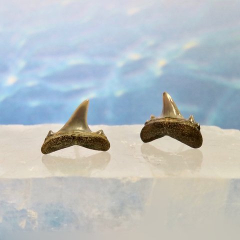 化石標本◇サメの歯【II】pierce／316L