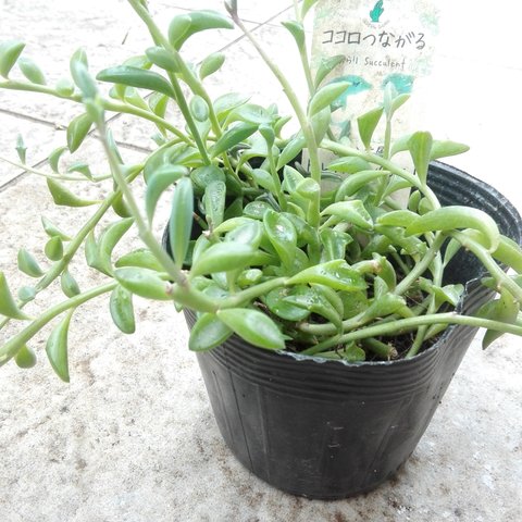 送料無料🌿ドルフィンネックレス🐬抜き苗🌱多肉植物