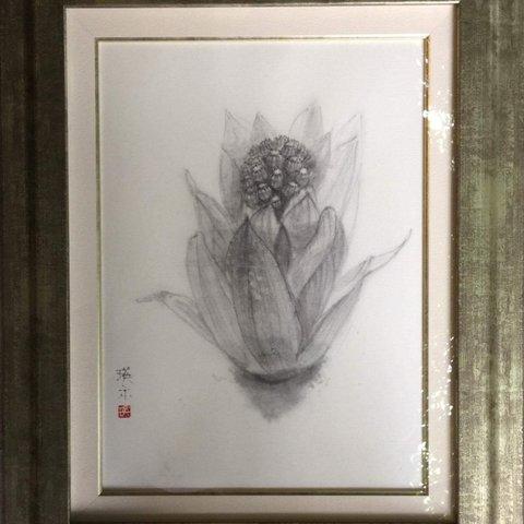 水墨画　蕗の薹