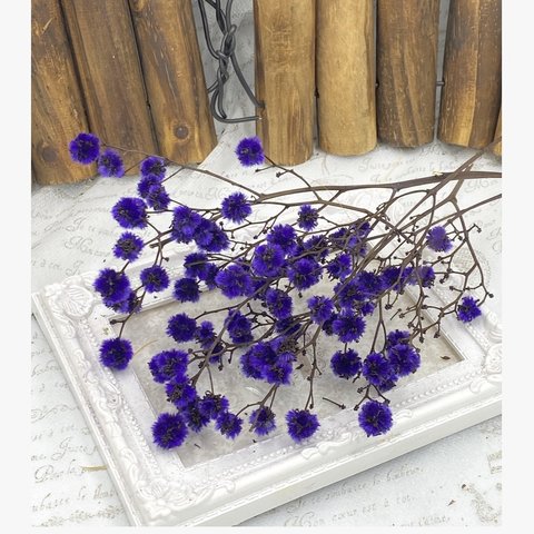 スターリンジャーパープル小分け❣️ハンドメイド花材カラードライフラワー