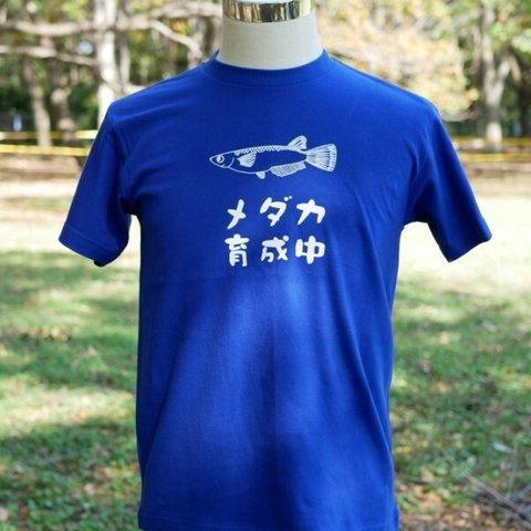 メダカ育成中　Tシャツ