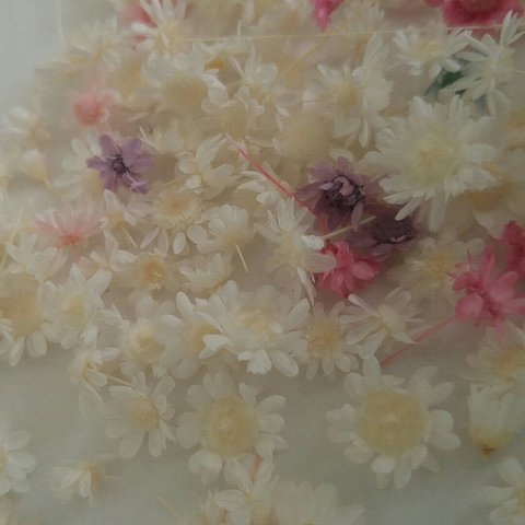 ホワイト花材　スターフラワーミニとブロッサム小さなお花　50個