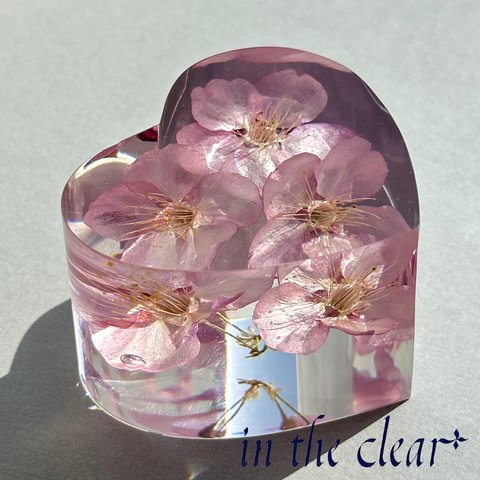 植物標本　桜　ピンク　ハート型　小