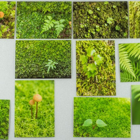 Lサイズの写真・植物の緑のクローズアップ12枚セット(L021N)