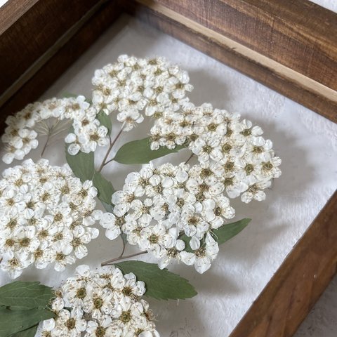 コデマリの押し花額〜爽やかな白い花はお部屋を涼しく演出してくれます。ハガキサイズのガラス額。プレゼントにも！